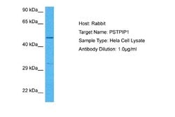 PSTPIP1 Rabbit anti-Human, Polyclonal, Novus Biologicals 0.1 mL | Buy Online | Novus Biologicals | Fisher Scientific